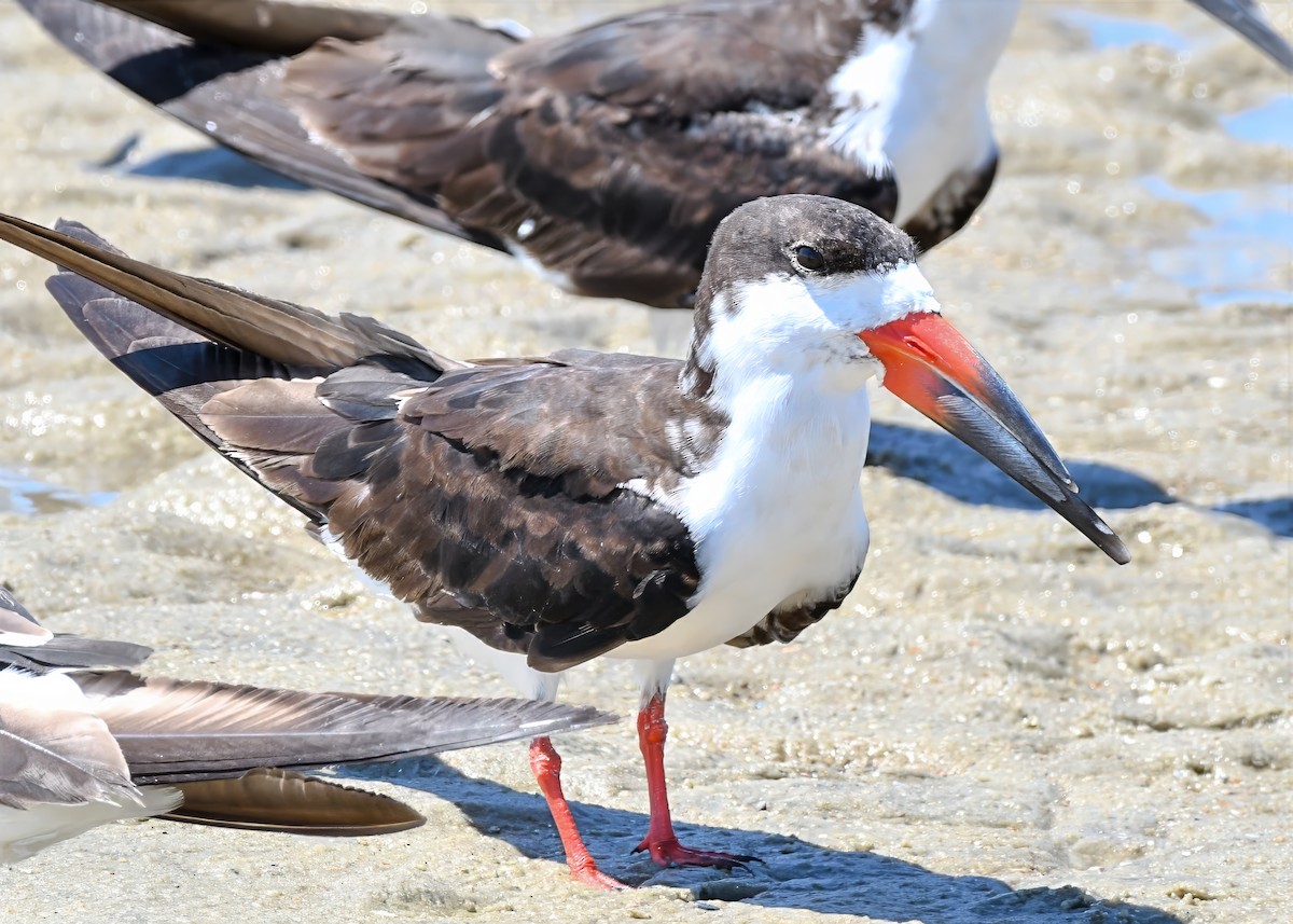 Black Skimmer - ML641381987