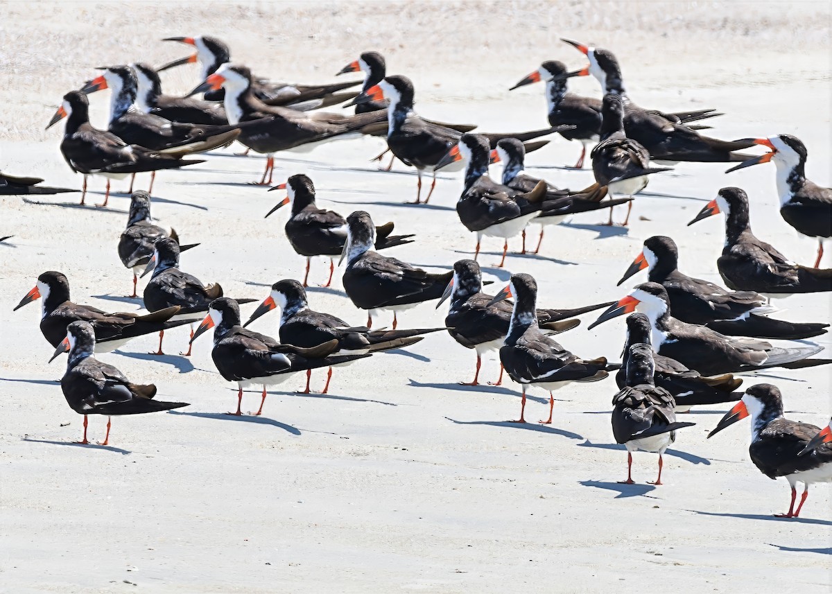 Black Skimmer - ML641381988