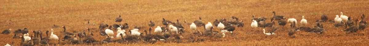 Snow Goose - ML641382018