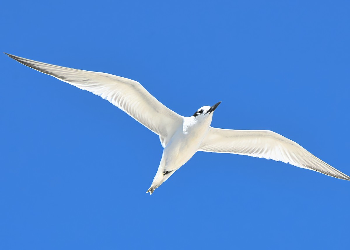 Sandwich Tern - ML641382024