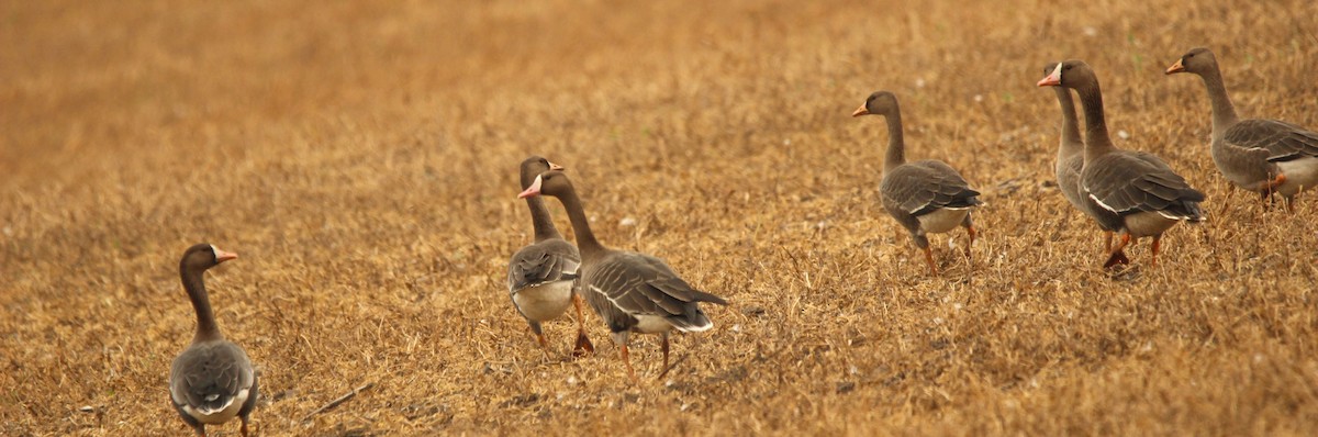 Greater White-fronted Goose - ML641382030