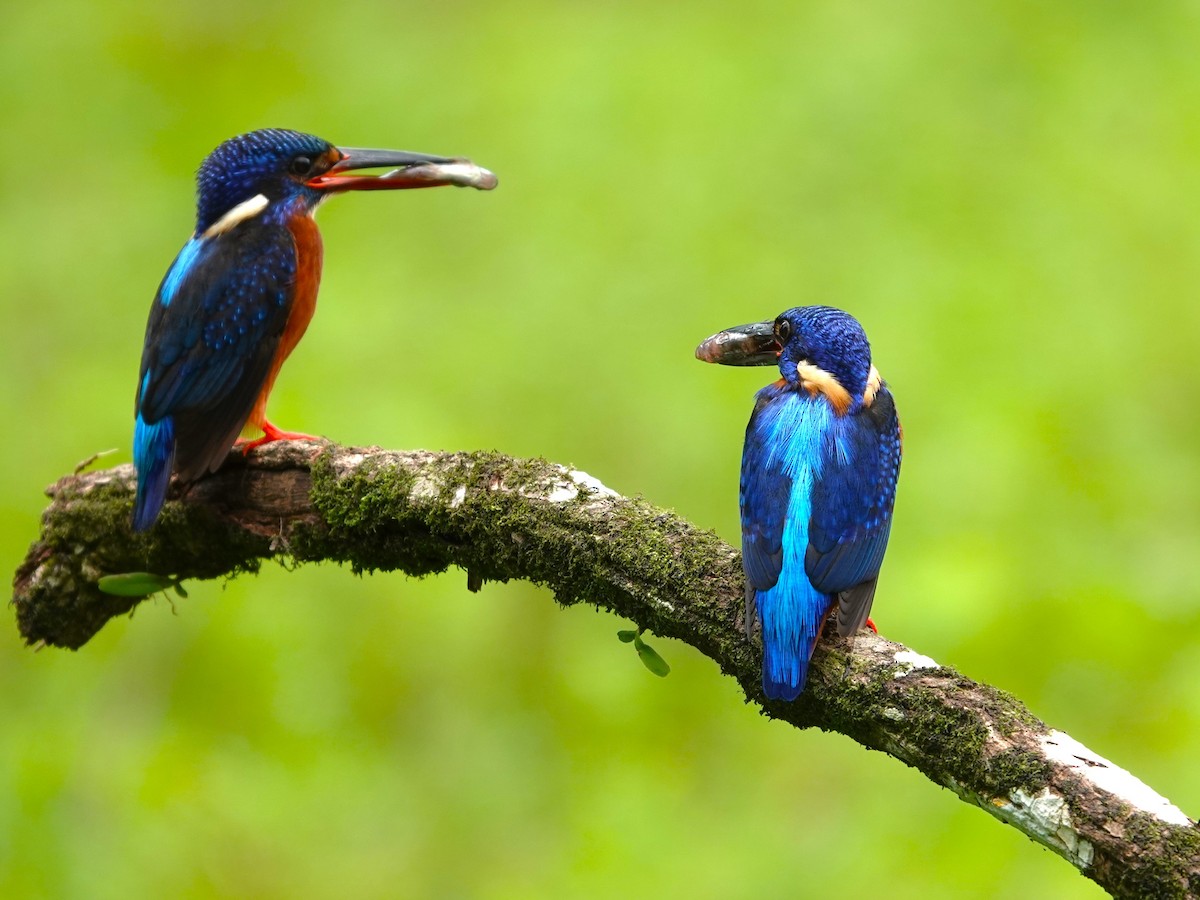 Blue-eared Kingfisher - ML641382031