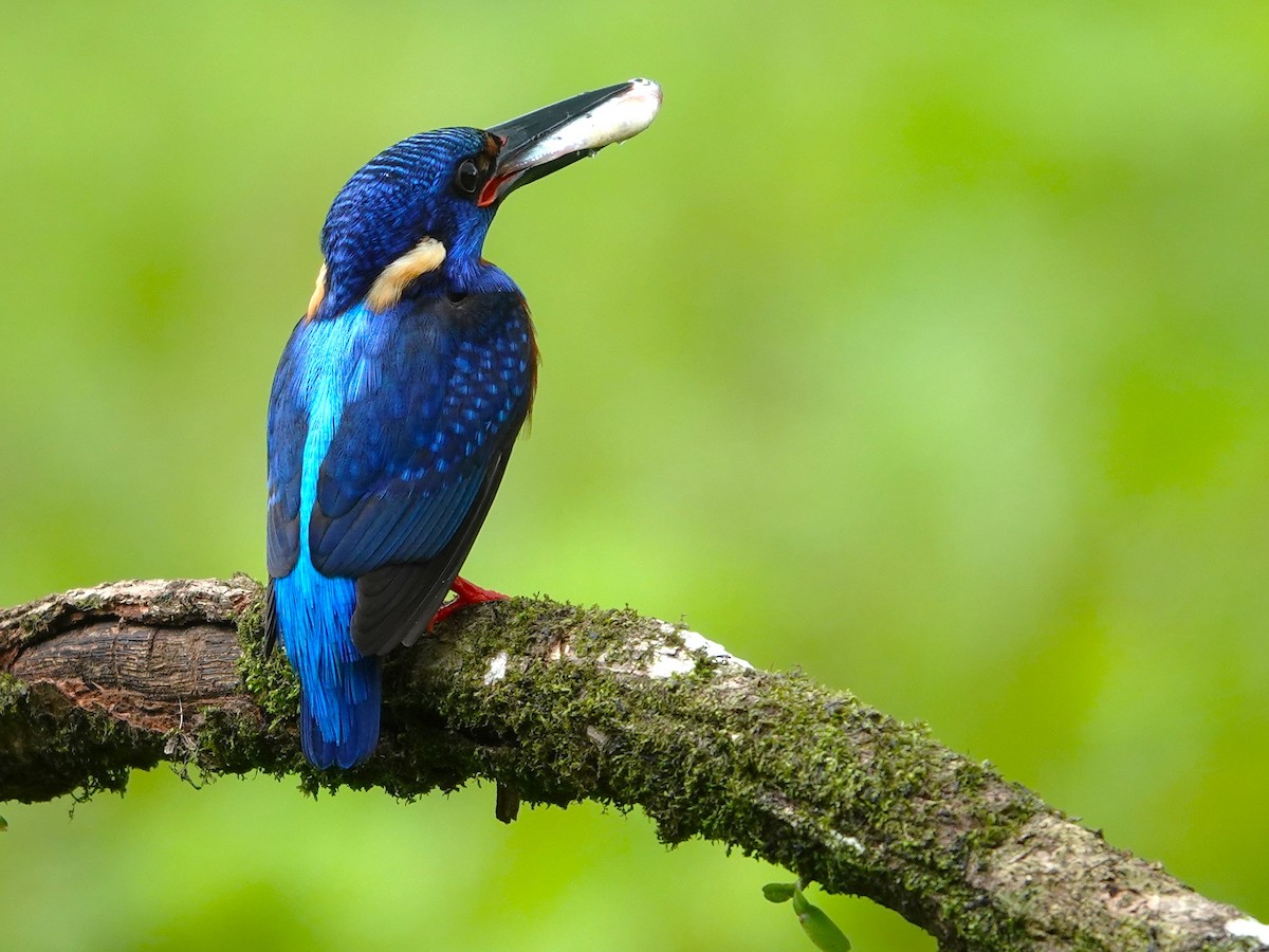 Blue-eared Kingfisher - ML641382032