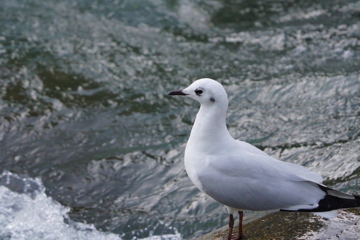 Andean Gull - ML641382045