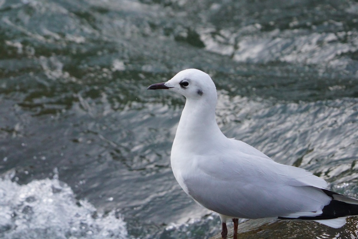 Andean Gull - ML641382046