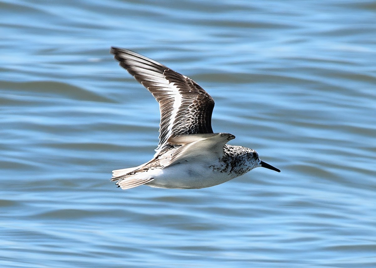Sanderling - ML641382047