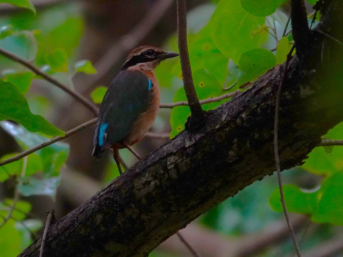 Indian Pitta - ML641382050