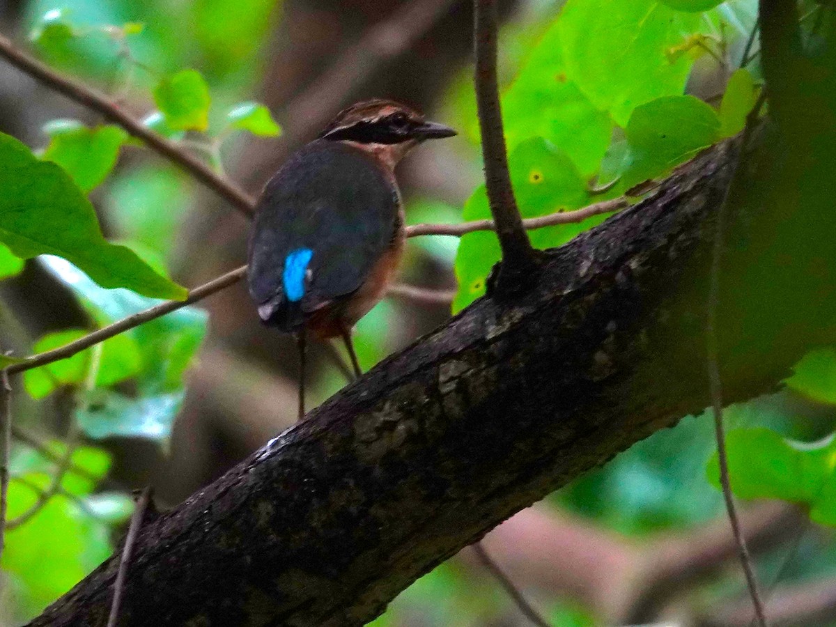 Indian Pitta - ML641382051