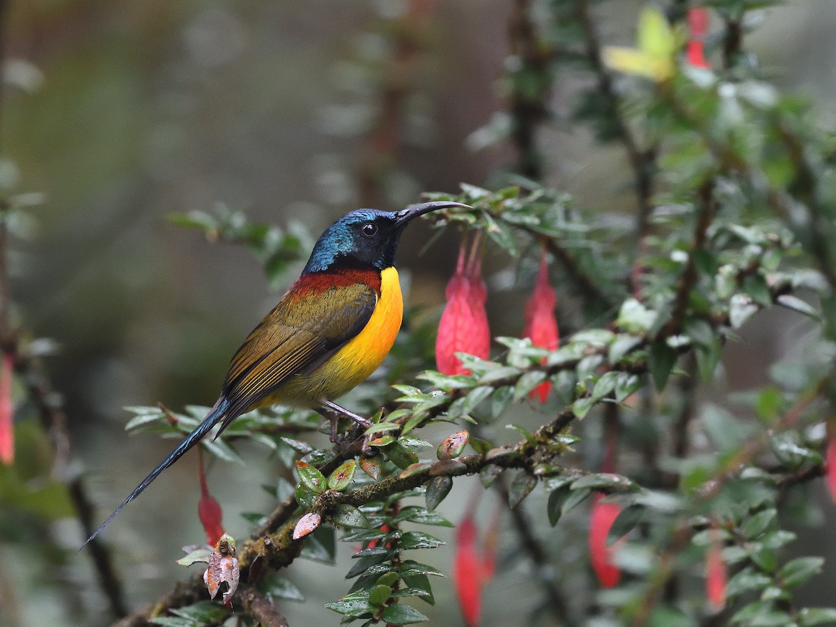 Green-tailed Sunbird - ML641382085