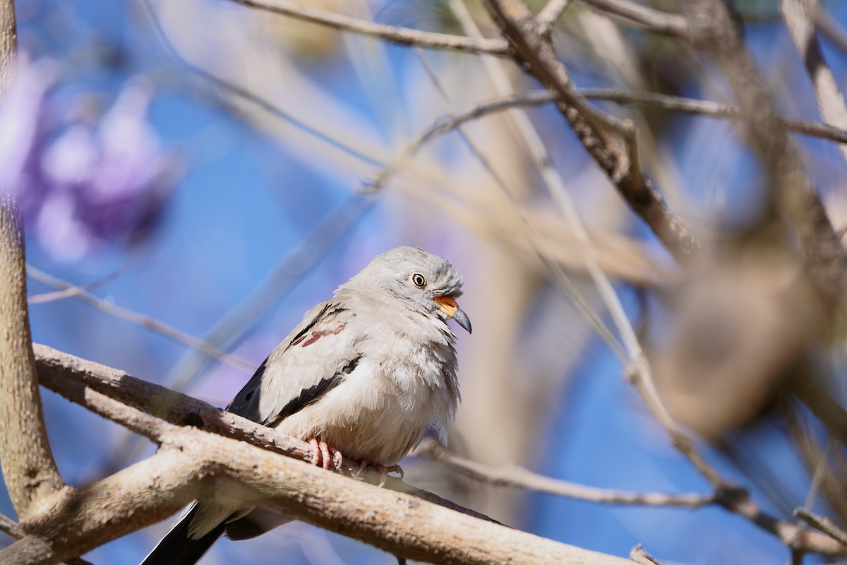 Croaking Ground Dove - ML641382111