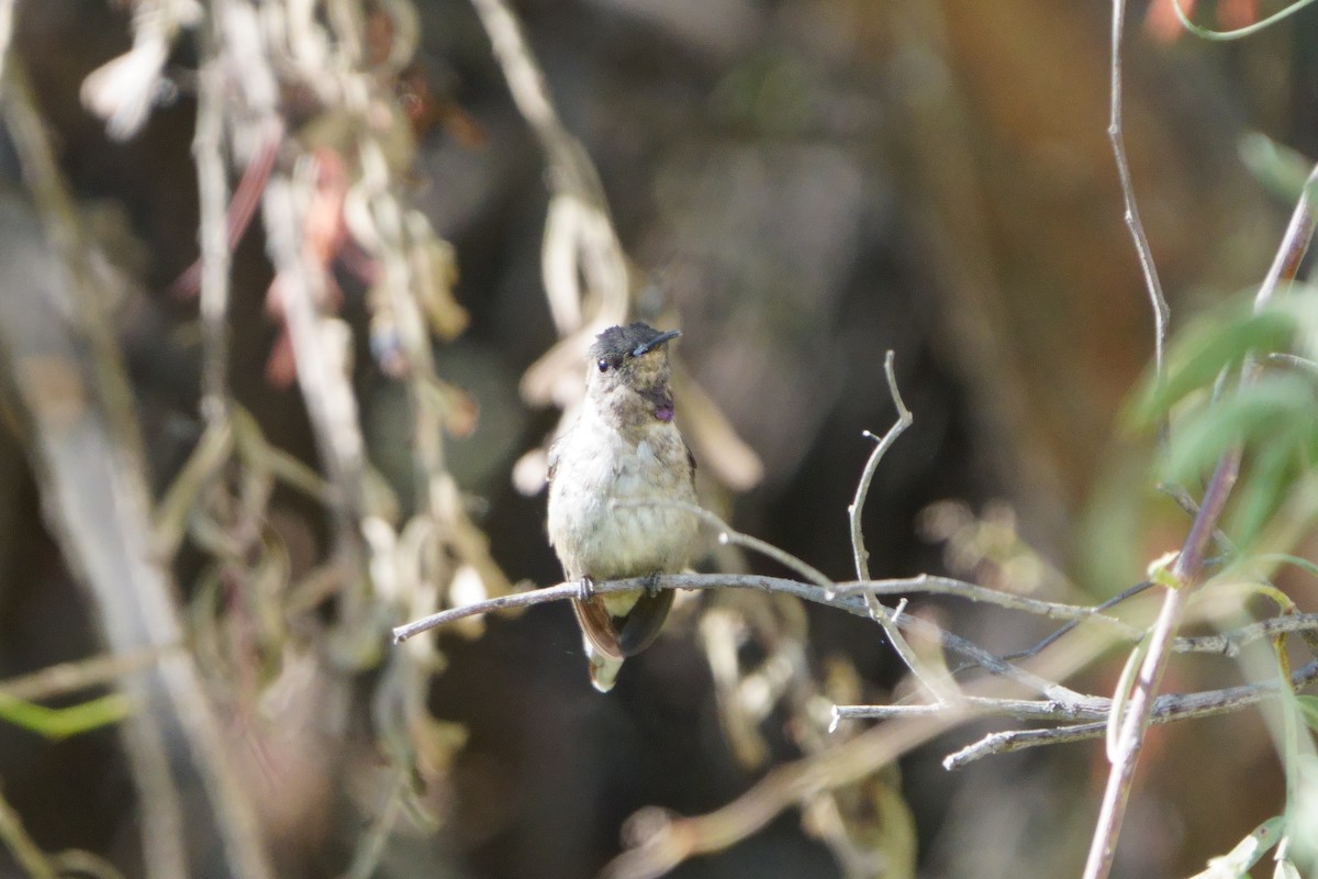 kalypta duhovohrdlá - ML641382117