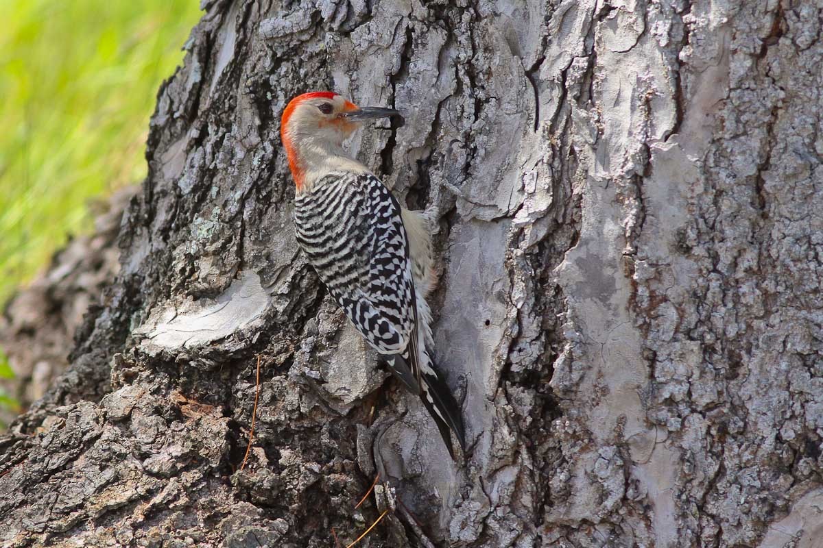 Red-bellied Woodpecker - ML641382140
