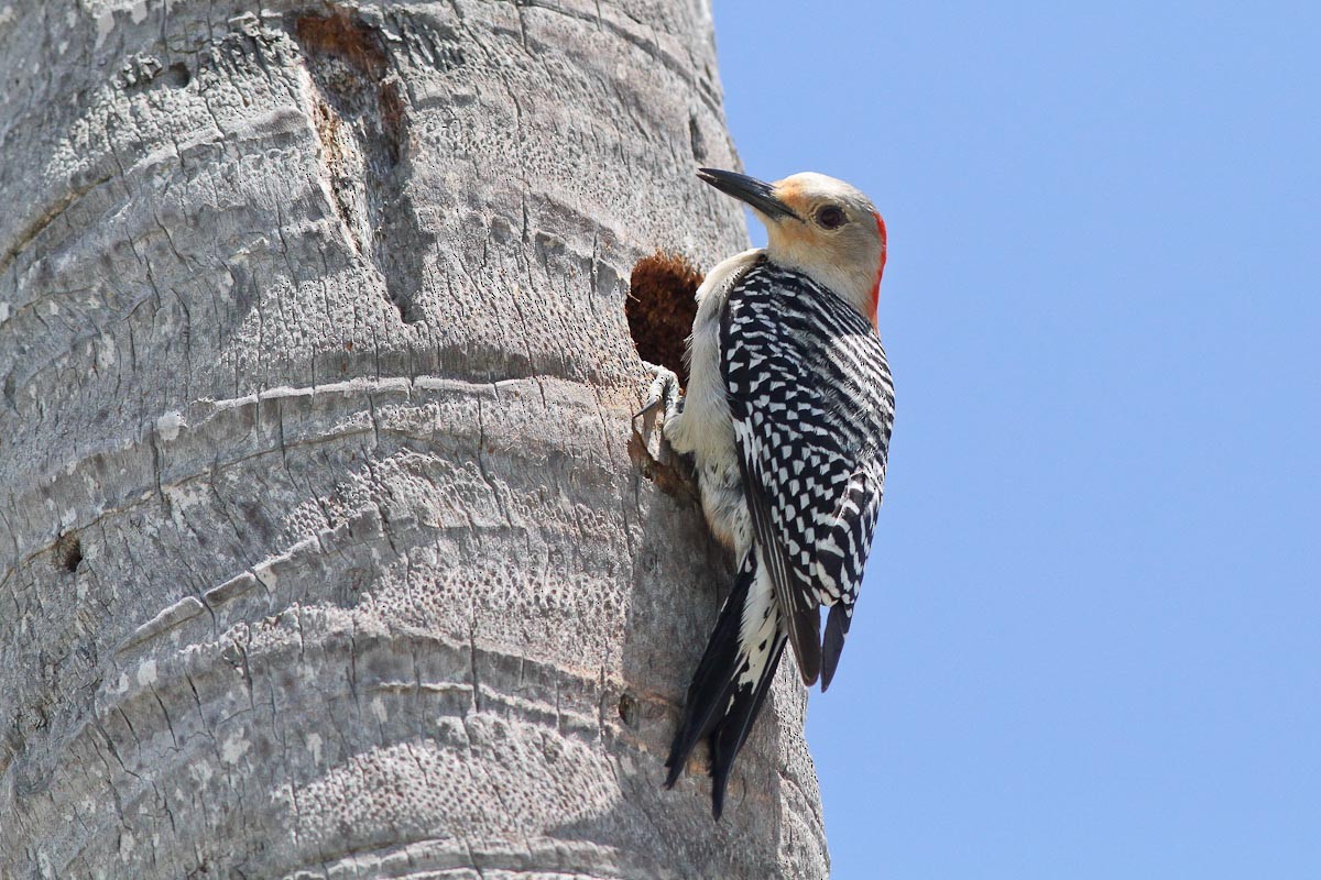 Red-bellied Woodpecker - ML641382143