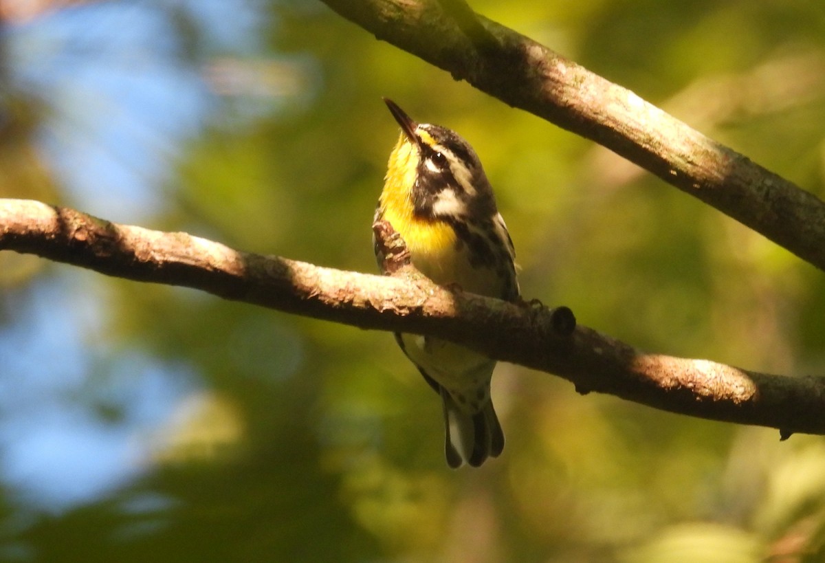 Yellow-throated Warbler - ML641382195