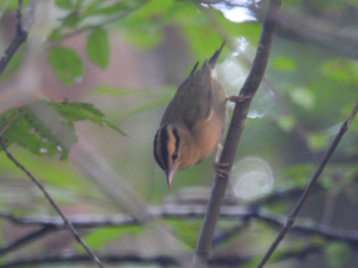 Worm-eating Warbler - ML641382225