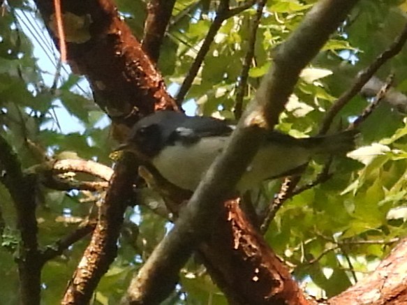 Black-throated Blue Warbler - ML641382234