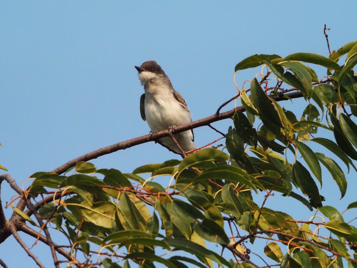 Eastern Kingbird - ML641382239