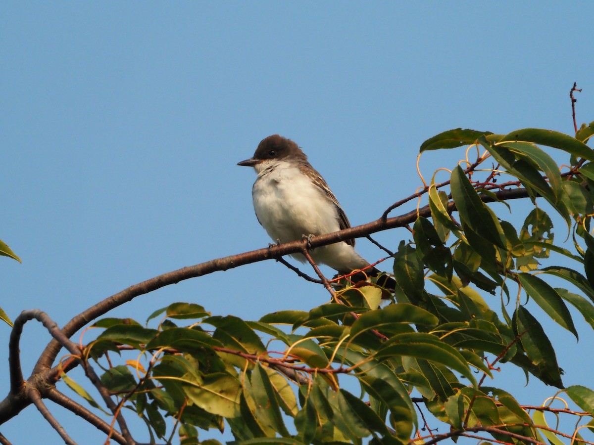 Eastern Kingbird - ML641382240