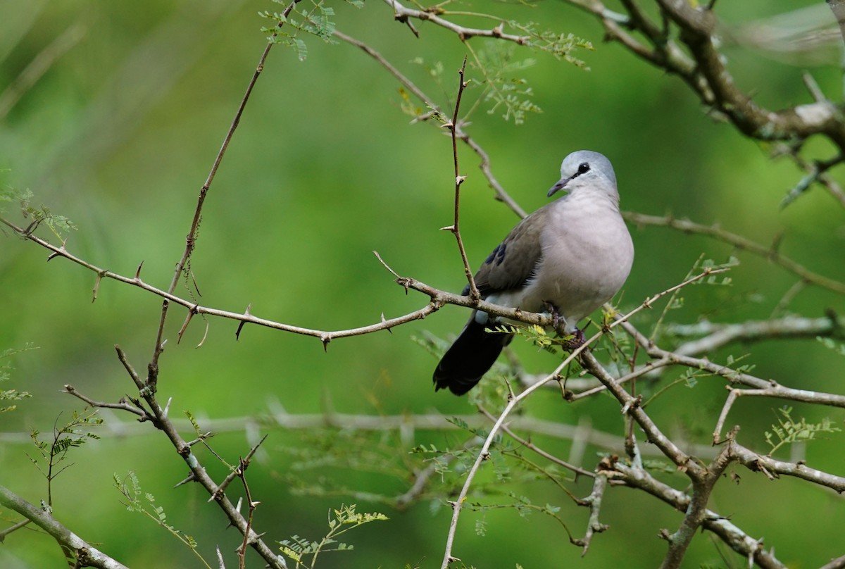 Black-billed Wood-Dove - ML641382242
