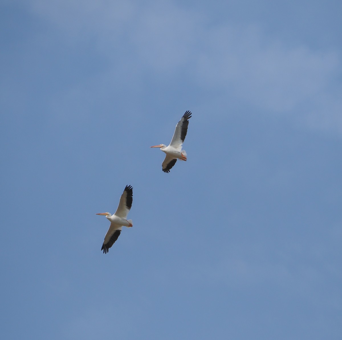 American White Pelican - ML641382270