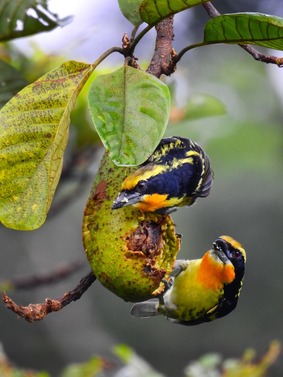 Gilded Barbet - ML641382273