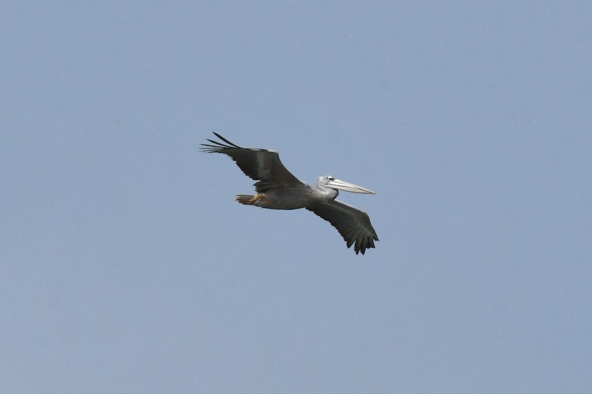 Pélican gris - ML641382281