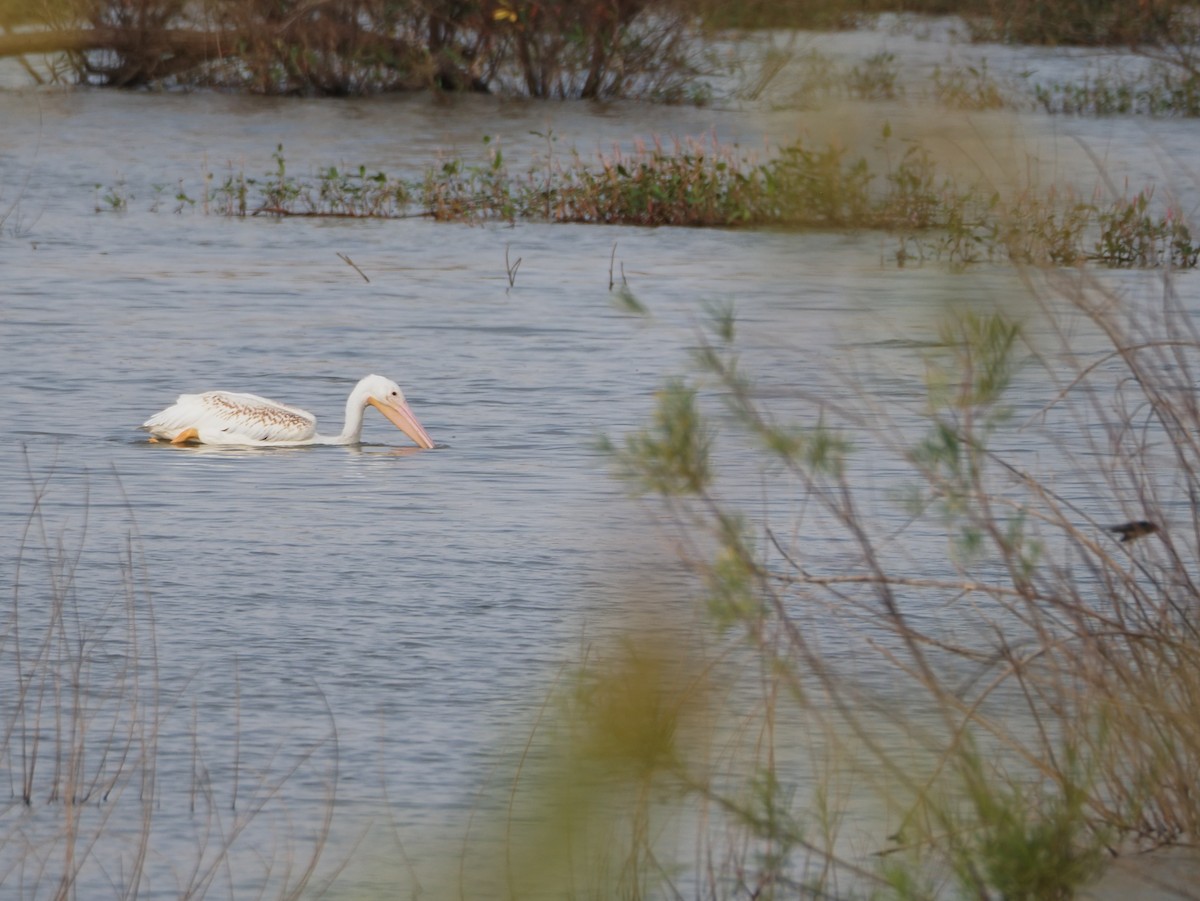 American White Pelican - ML641382288