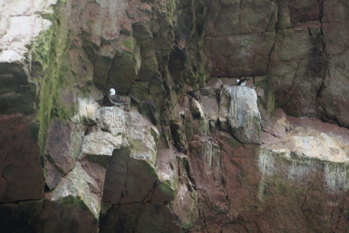 Peruvian Booby - ML641382340