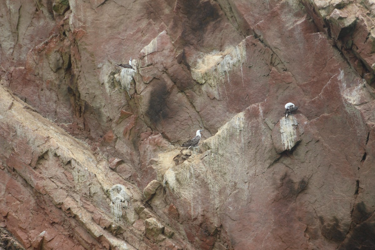 Peruvian Booby - ML641382341