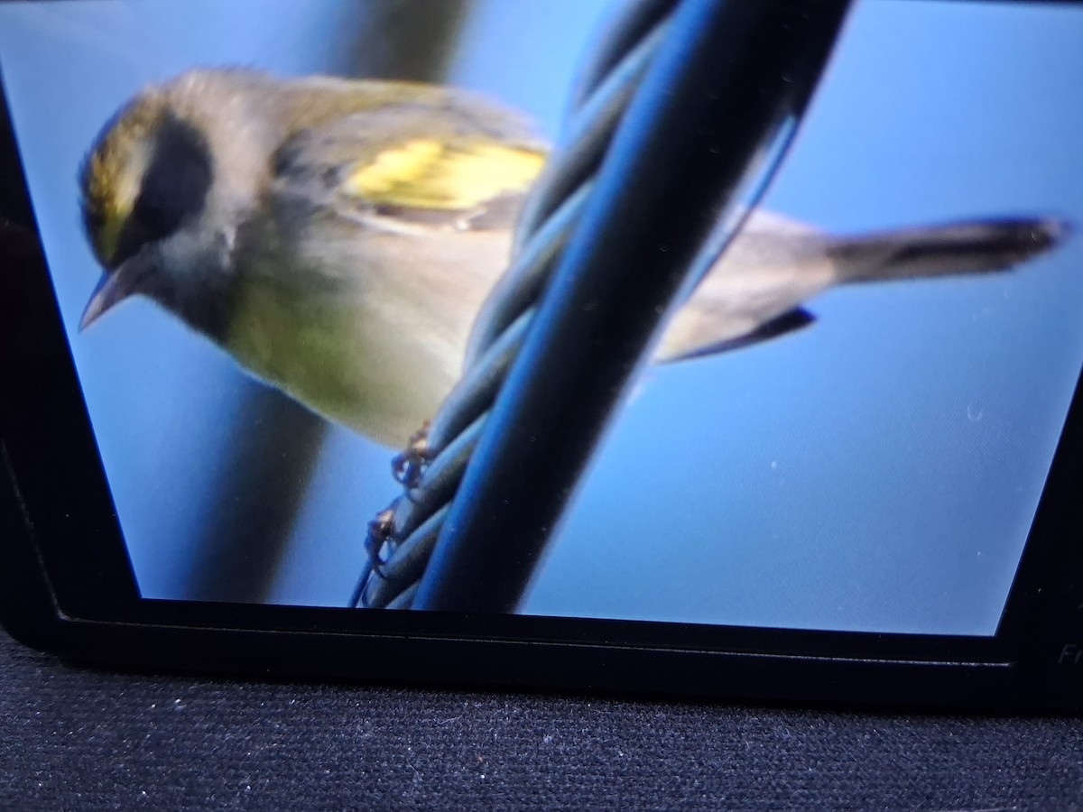 Golden-winged Warbler - ML641382343