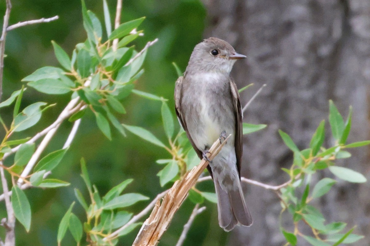 Western Wood-Pewee - ML641382354