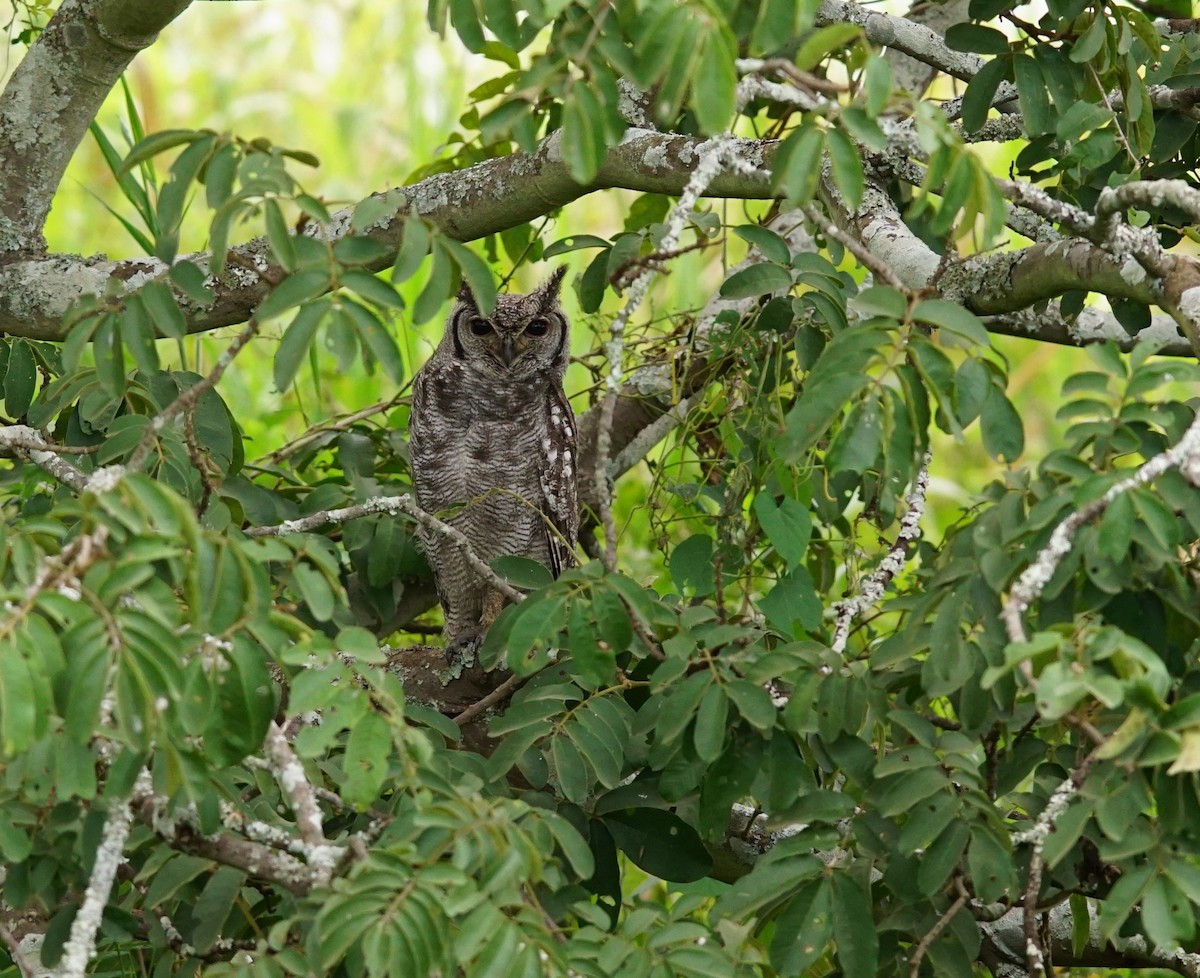 Spotted Eagle-Owl - ML641382454