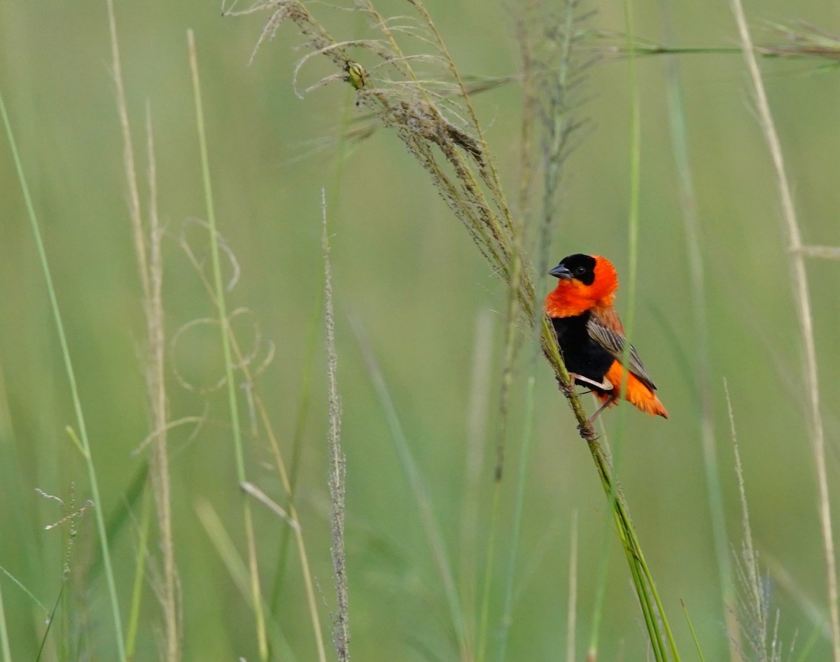 Northern Red Bishop - ML641382479