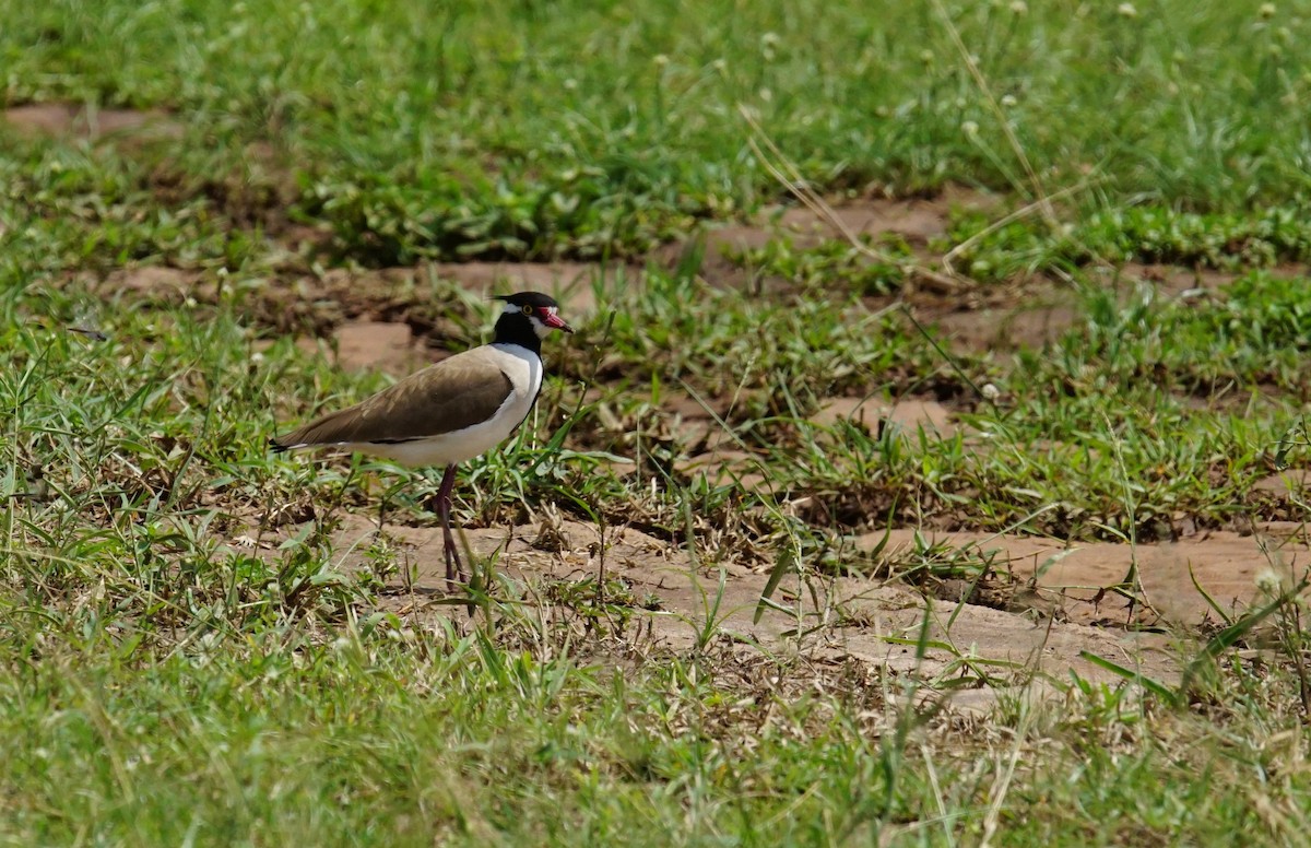 Black-headed Lapwing - ML641382545