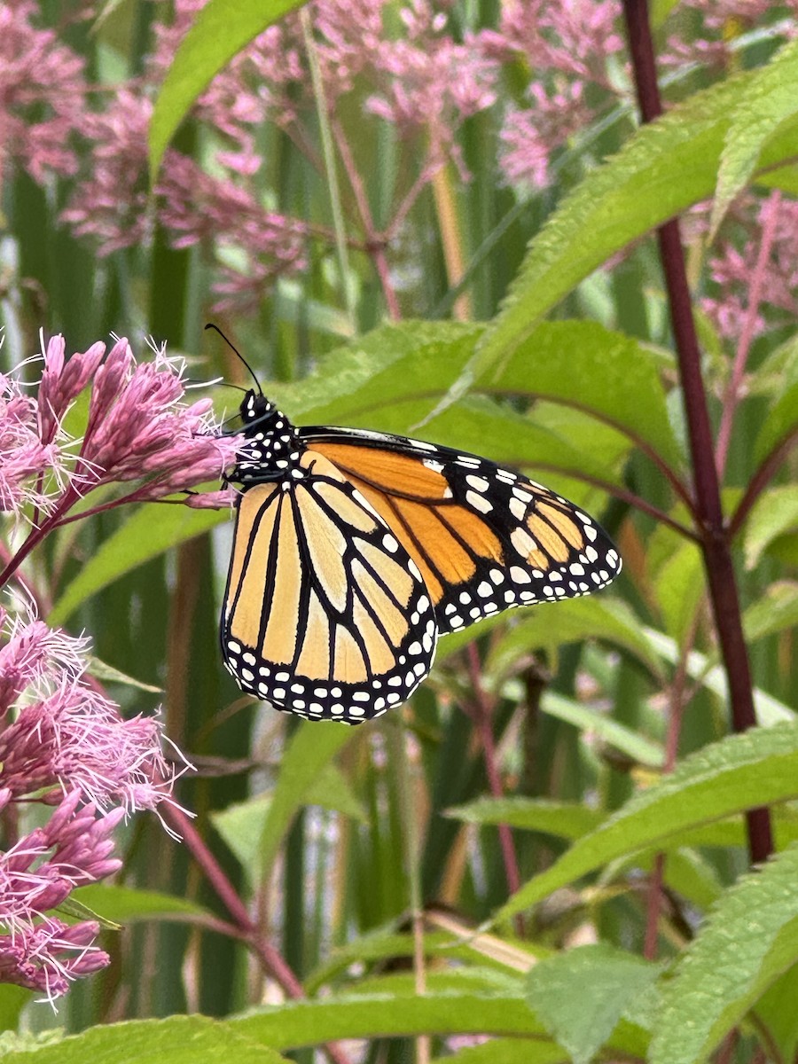 Monarch - ML641382565