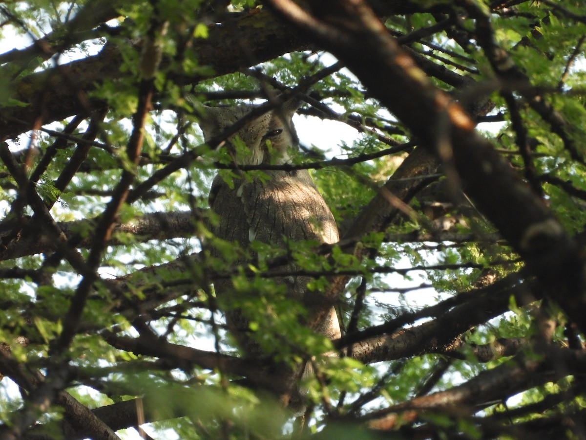 Northern White-faced Owl - ML641382582