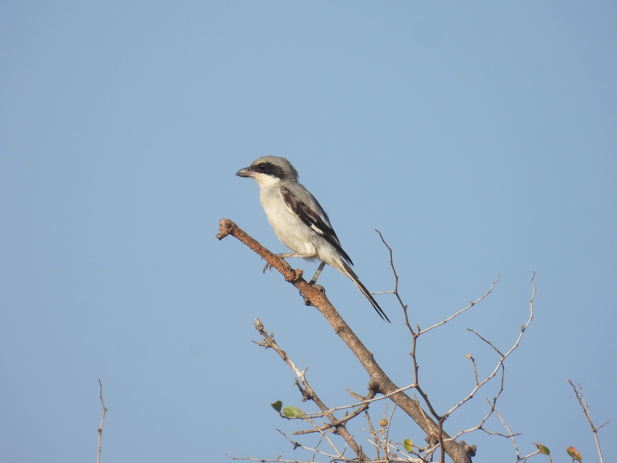 Great Gray Shrike - ML641382585