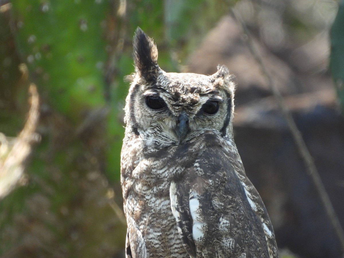 Grayish Eagle-Owl - ML641382632