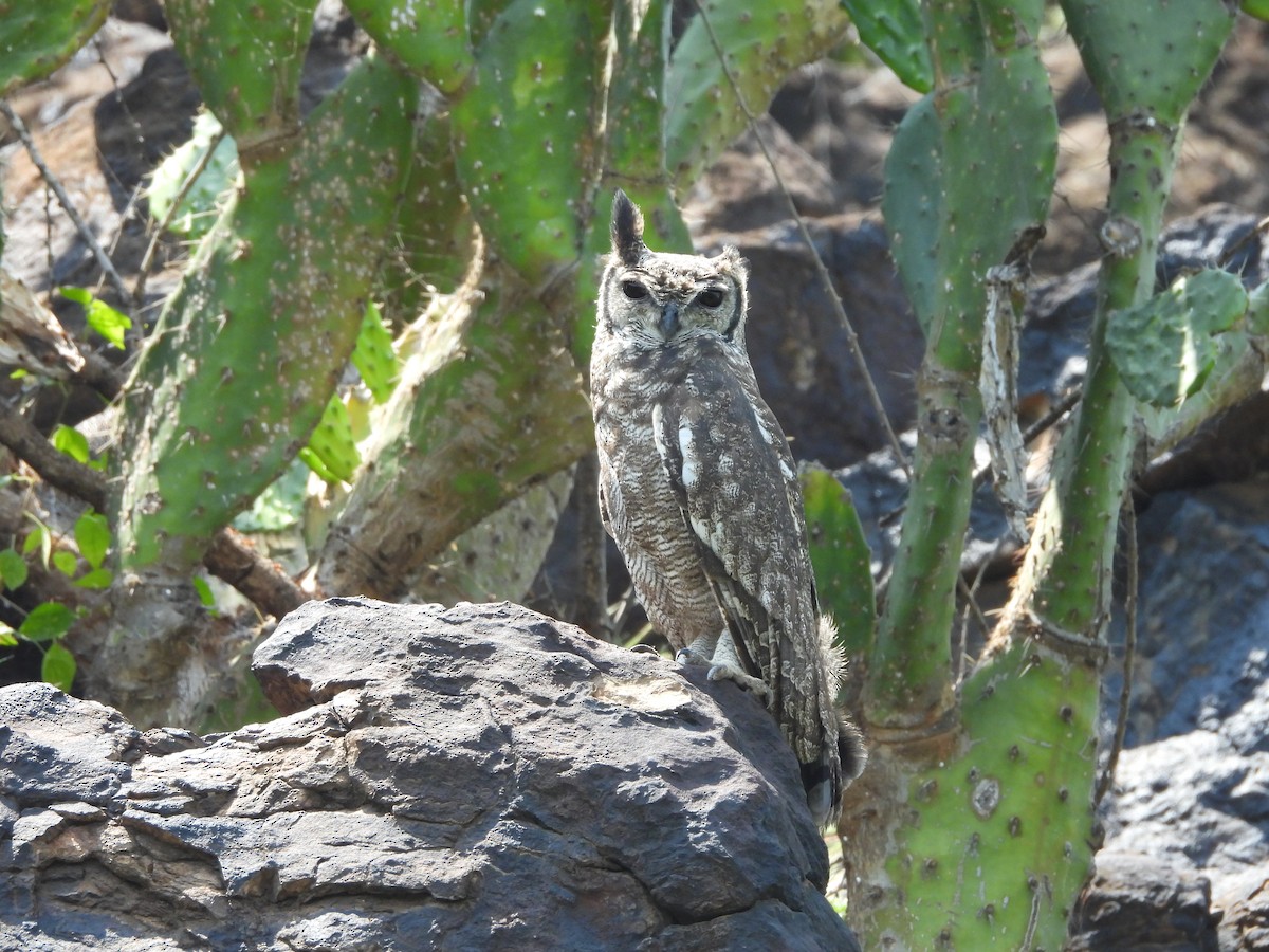 Grayish Eagle-Owl - ML641382633