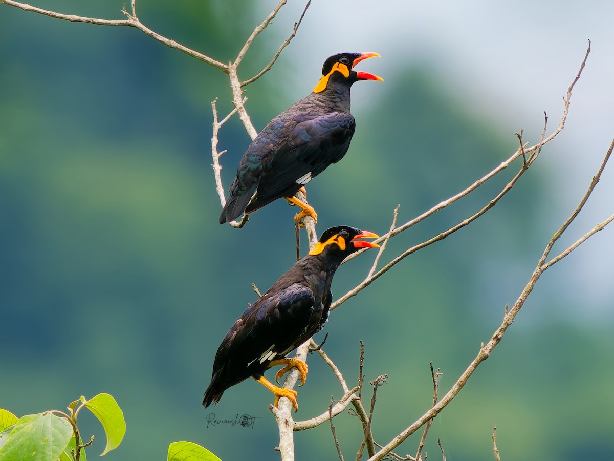 Common Hill Myna - ML641382641