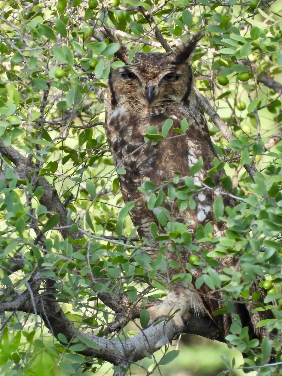Spotted Eagle-Owl - ML641382644