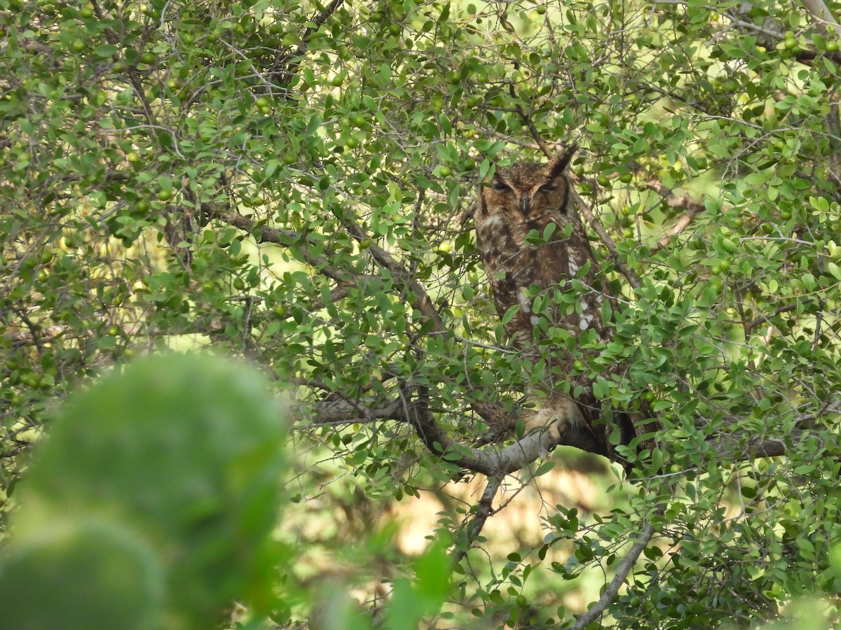 Spotted Eagle-Owl - ML641382645