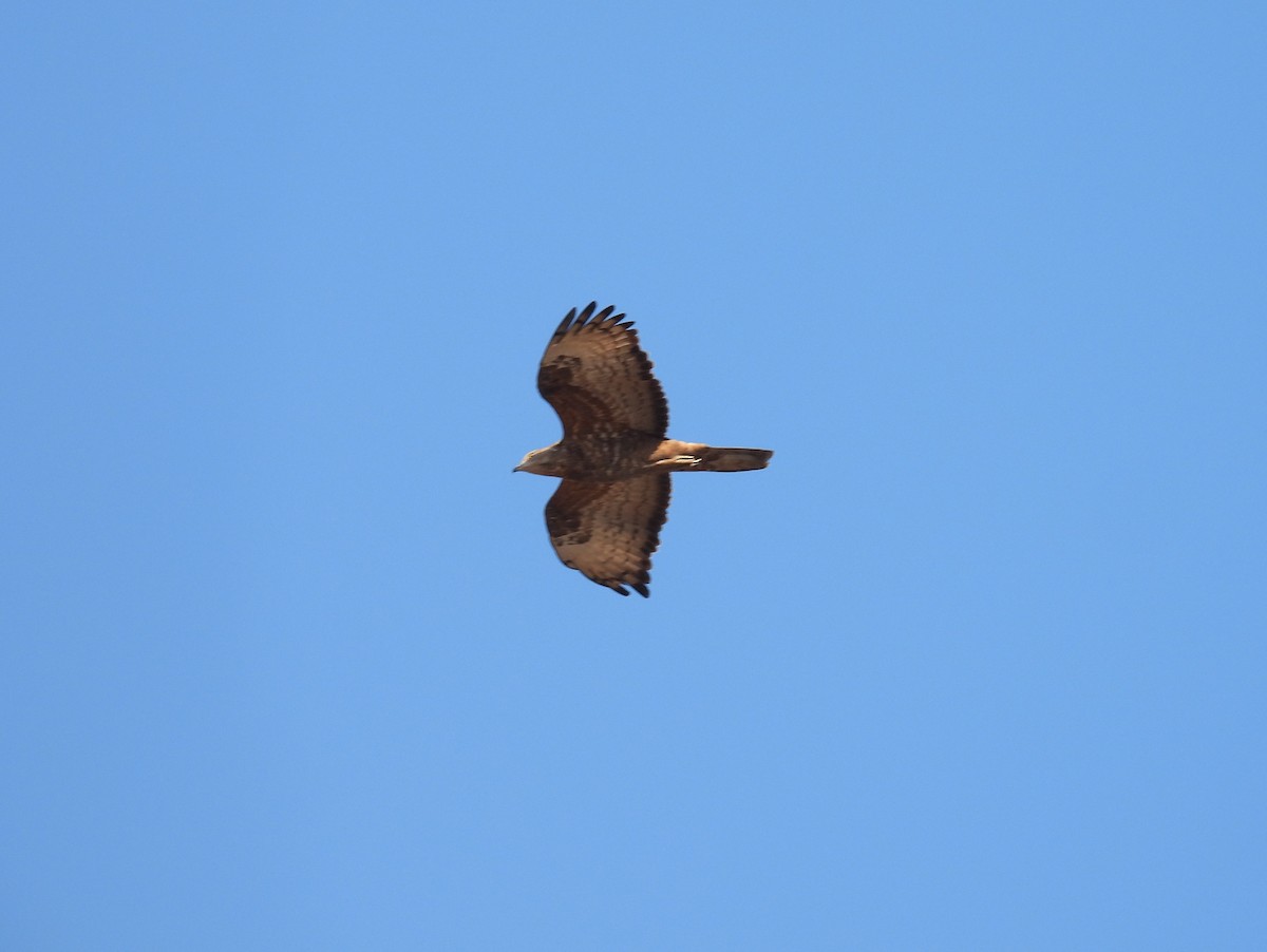 European Honey-buzzard - ML641382660