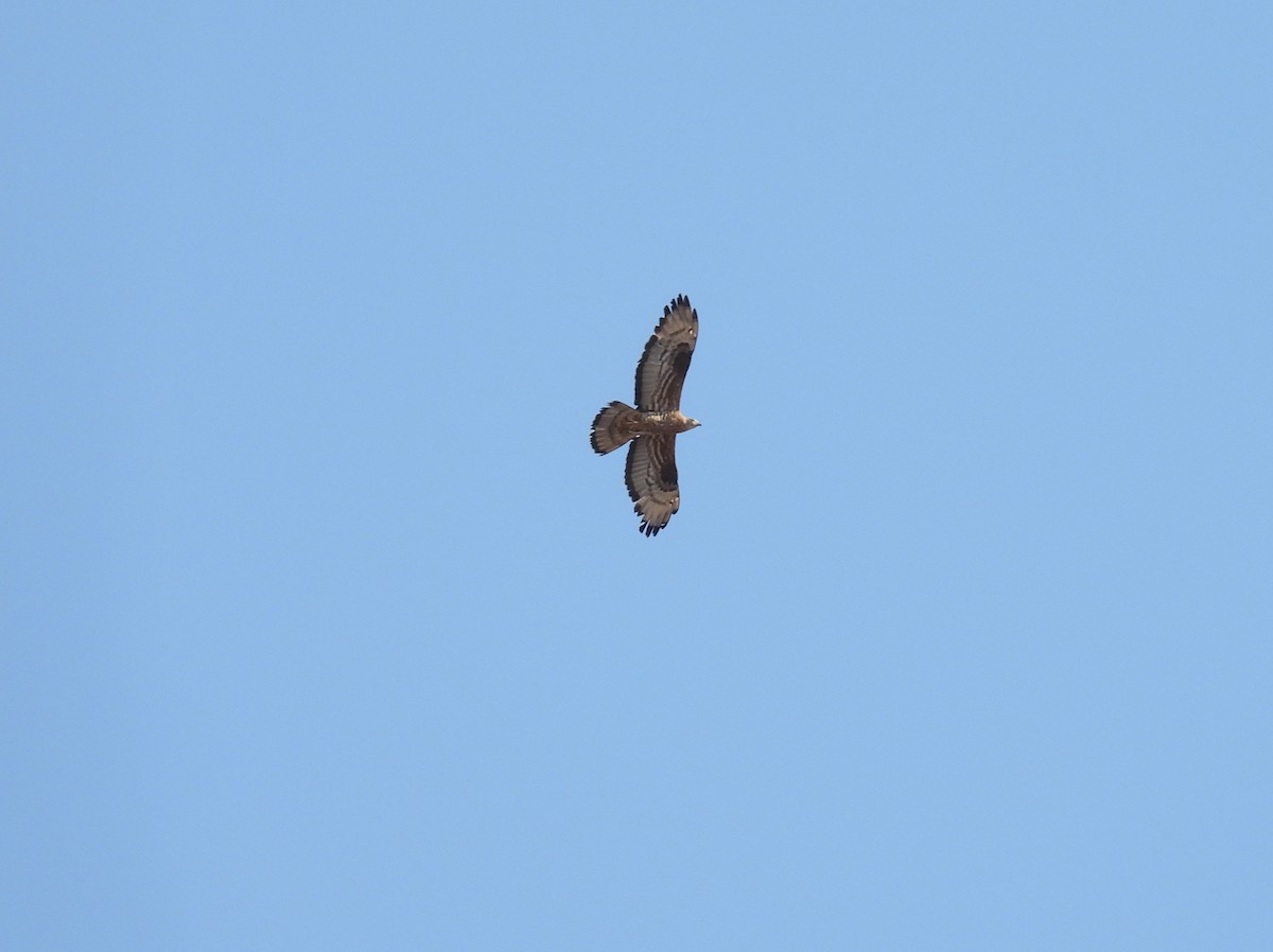 European Honey-buzzard - ML641382661