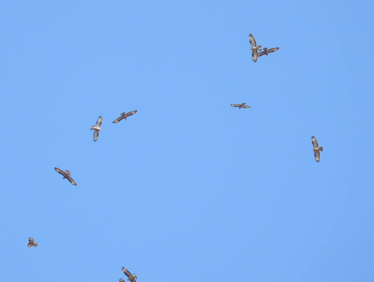 European Honey-buzzard - ML641382662