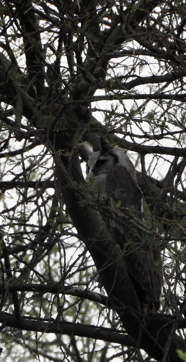 Verreaux's Eagle-Owl - ML641382669