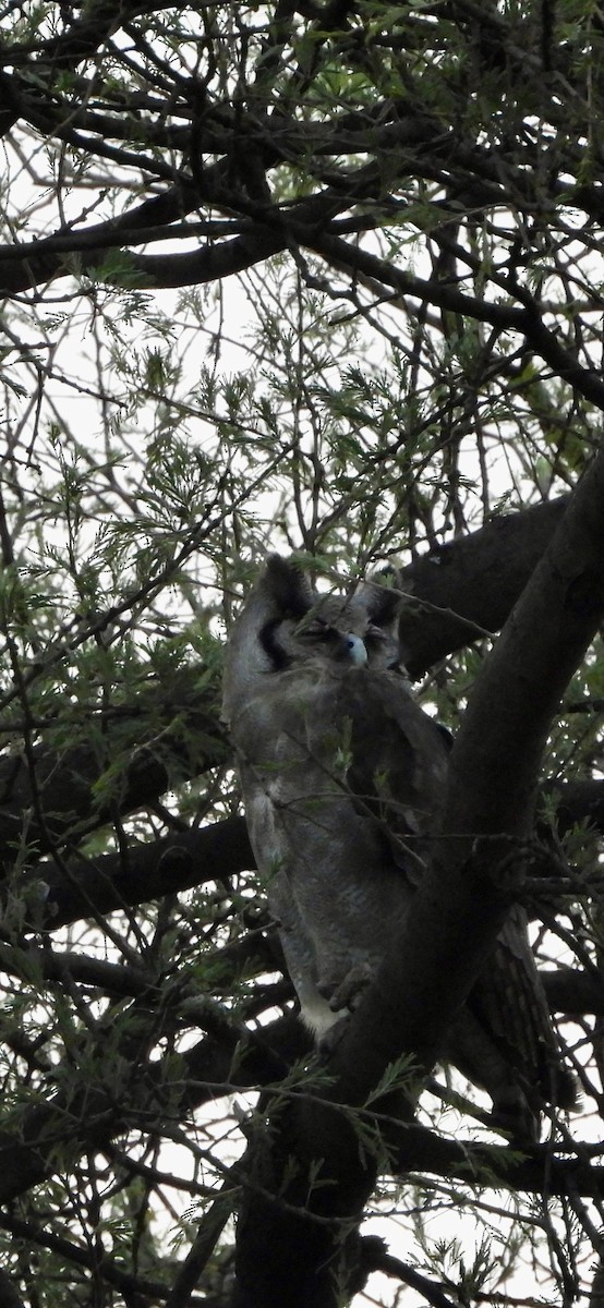 Verreaux's Eagle-Owl - ML641382670