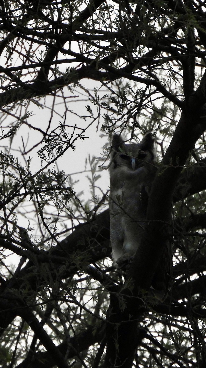 Verreaux's Eagle-Owl - ML641382671