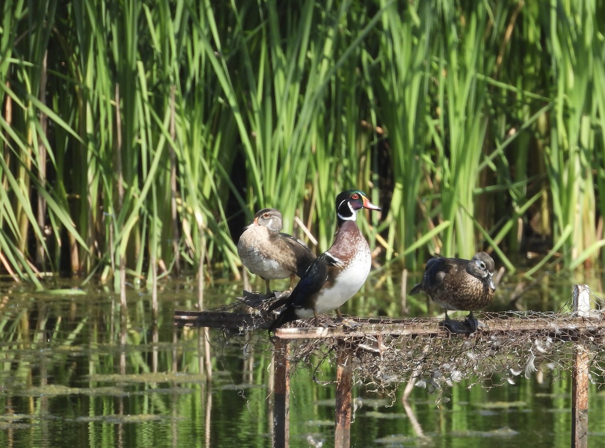Wood Duck - ML641382686