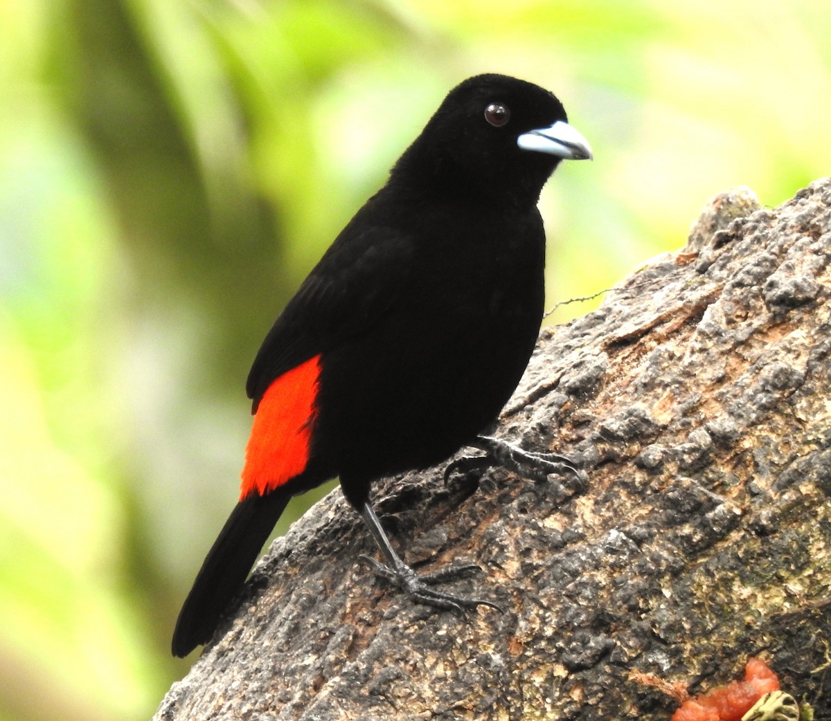 Scarlet-rumped Tanager (Passerini's) - ML641382695